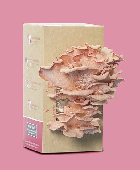 mushroom boxes